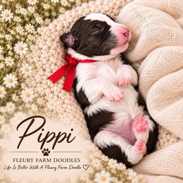Girl 3 - Brown female Whoodle puppy in Knoxville, Tennessee from Fleury Farm Doodles TN