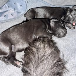 TBA Girl - Black female Giant Schnauzer puppy in Noblesville, Indiana from Stratton House Kennels