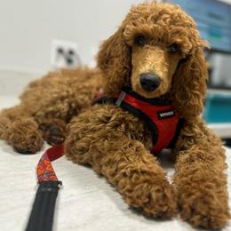 Axel - Red  male Poodle puppy in Colorado Springs, Colorado from Silly's Standard Poodles