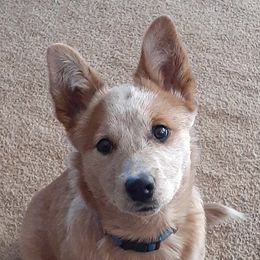 Evie - Australian Cattle Dog