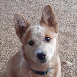 Evie - Australian Cattle Dog