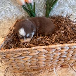 Boy 1 - Black and white male Pomsky puppy in Bucyrus, Missouri from Hill Top Pomskies