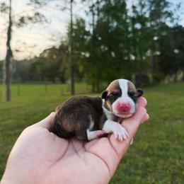 Cartier (Financing available) - Red and white male American Corgi puppy in Inverness, Florida from Canaan Farm Corgis