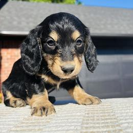Padrig - Black and cream male Dachshund puppy in Altus, Oklahoma from Johnson Prairie Pups