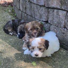 Havanese from Grace Dean's Havanese