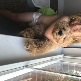 Goldendoodle Puppies from Mumzee Doodles