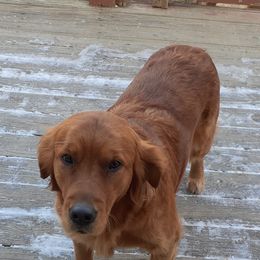 Golden Retrievers from Goidenpups Kennel
