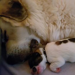 Great Pyrenees Puppies from Empyre Great Pyrenees