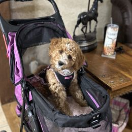 Assorted Doodle Crosses and Aussiedoodle Puppies from Parrish Precious Ones Missouri