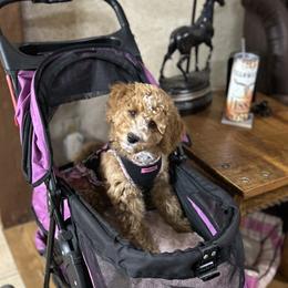Assorted Doodle Crosses and Aussiedoodle Puppies from Parrish Precious Ones Missouri