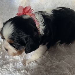 Cavalier King Charles Spaniel Puppies from Cavy Love