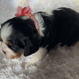 Cavalier King Charles Spaniel Puppies from Cavy Love