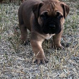 Buckeye- Red - Brown Boerboel puppy in Pearce, Arizona from Desert Stronghold Boerboels