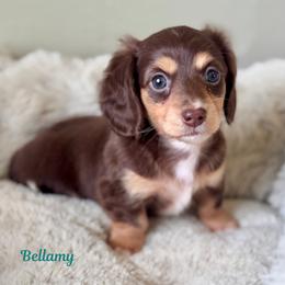 Bellamy - Chocolate and cream female Dachshund puppy in Livingston, Louisiana from DivaDoxi