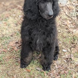 Poodle Puppies from Kvali Standard Poodles