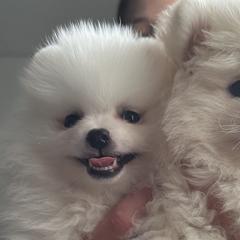 Pomeranians from Daniela's Pomeranians
