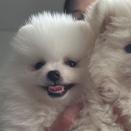 Pomeranians from Daniela's Pomeranians