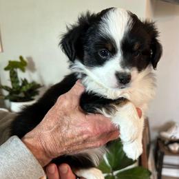 Carina - Black tri female Toy Australian Shepherd puppy in Bristow, Iowa from Pine Ridge Toy Aussies