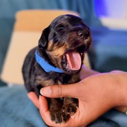 2 Black and Tan Boys - Black phantom male Aussiedoodle puppy in Burkesville, Kentucky from Bline’s Awesome Aussies & Doxies at the Bline Family Farm