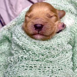 Bernedoodle and Cavapoo Puppies from Sugar Doodles Pups