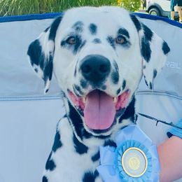 Ford - Dalmatian
