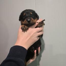 Brown - Black and rust male Beauceron puppy in Batavia, New York from Oakland Beaucerons