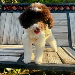 Royal - Parti female Goldendoodle puppy in Houston, Texas from Suntini’s Goldendoodles