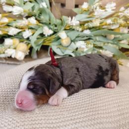 Mary - Merle female Bernedoodle puppy in Ammon, Idaho from Little Stone Bernedoodles