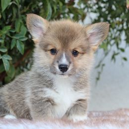 Sable girl - Sable female Pembroke Welsh Corgi puppy in Caliente, California from Rafter Cross 7