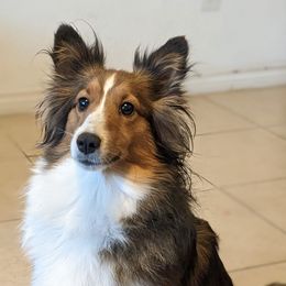 Shetland Sheepdogs from Shinebright Shelties