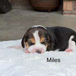 Miles - Black tan and white male Beagle puppy in Mansfield, Missouri from Rippee Creek Kennel