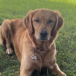 Tilly - Golden Retriever