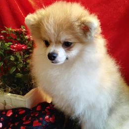 Pomeranians from Black Fox Poms