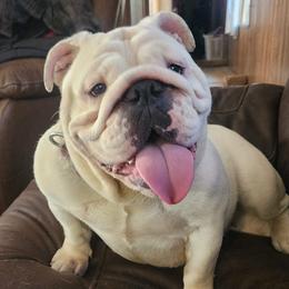 LuLu - Bulldog
