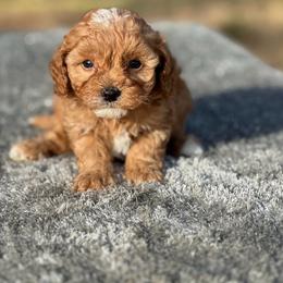 Boy 1 - Red male Cavapoo puppy in Cuero, Texas from Firestorm Kennel