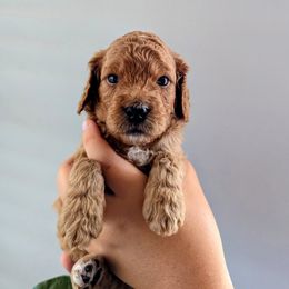 Caspian - Cavapoo puppy from West Coast Cavapoos