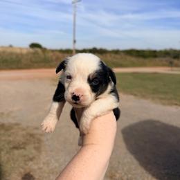 Girl 2 - Black tri-color female Australian Shepherd puppy in Cushing, Oklahoma from Little Pastures Australian Shepherds
