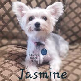 Jazz - Yorkshire Terrier
