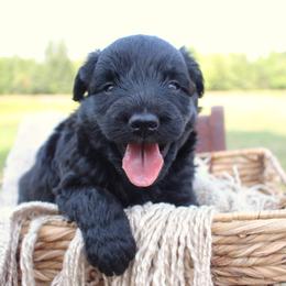 Jasper- CKC- F1 Mini AussieDoodle- Stokesdale, NC - Black and white male Aussiedoodle puppy in Stokesdale, North Carolina from His and Hers Poodles and Doodles
