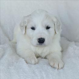 Yellow - White female Great Pyrenees puppy in Yakima, Washington from Naches Heights Ranch
