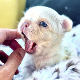 French Bulldog Puppies from The French Bulldog Company LLC