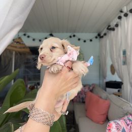 Dachshund Puppies from Dachshundly Perfect