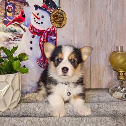 Aspen - Black and tan female Pembroke Welsh Corgi puppy in Fortine, Montana from North Star Pembroke Welsh Corgi's