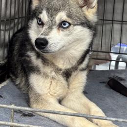 Echo - Alaskan Klee Kai