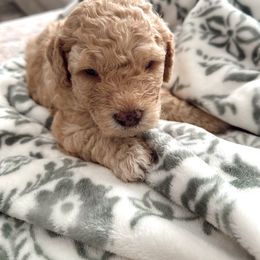 Goldendoodle Puppies from Dolly Doodle’s Doodles