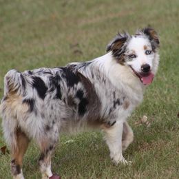 Darlin' - Miniature Australian Shepherd