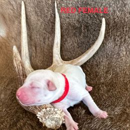 Labrador Retriever Puppies from TGO shed antler dogs