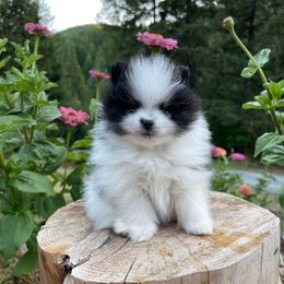 Pippin - Black parti male Pomeranian puppy in Eugene, Oregon from Dbos Furry Friends