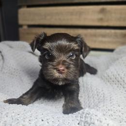 Girl 1 - Chocolate and tan female Yorkshire Terrier puppy in Mountain Grove, Missouri from Precious Puppies