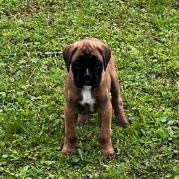 Girl 1 - Fawn female Boxer puppy in Canton, Texas from Branton Farms (Mini Schnauzers, Boxers and Mini Aussies)